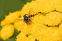 Female Tachinid fly (Cistogaster globosa) on Tansy flower, Brockley, Lewisham, London, England, August.