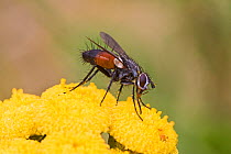 Parasitic fly (Eriothrix rufomaculata) on tansy flower, Brockley, Lewisham, London, England, August.