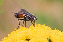 Parasitic fly (Eriothrix rufomaculata) on Tansy flower, Brockley, Lewisham, London, England, August.