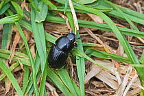 Dung beetle (Aphodius fossor) Brockley, Lewisham, London, England, August.