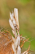 Common grass veneer moth (Agriphila tristella) camouflaged on grass seed head, Sutcliffe Park Nature Reserve, Eltham, London, August.