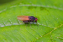 Fly (Minettia longipennis) on leaf, Brockley Cemetery, Lewisham, London, England, June.