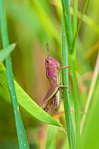 Female Meadow grasshopper (Chorthippus parallelus) on grass, pinkish colour variation, Sutcliffe Park Nature Reserve, Eltham, London, England, June.