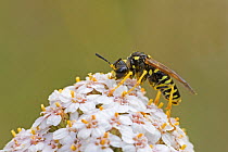 Sawfly (Tenthredo sulphuripes) feeding on Yarrow flowers, Sutcliffe Park Nature Reserve, Eltham, London, England, June.