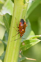 Plant / Capsid bug (Deraeocoris ruber) on stem, Brockley Cemetery, Lewisham, London, England, July.