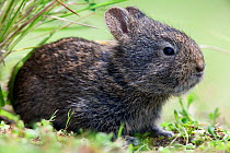 Volcano rabbit (Romerolagus diazi)  Milpa Alta Forest, Mexico, September, Captive, critically endangered species.