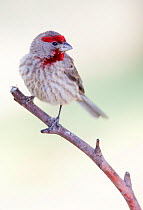 House Finch (Haemorhous / Carpodacus mexicanus) male, Milpa Alta Forest, Mexico, May