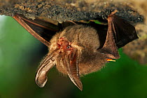 Townsend's big-eared bat (Corynorhinus townsendii) roosting, Milpa Alta forest, Mexico, September