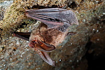 Townsend's big-eared bat (Corynorhinus townsendii) roosting, Milpa Alta Forest, Mexico, September