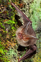 Townsend's big-eared bat (Corynorhinus townsendii) roosting, Milpa Alta Forest, Mexico, September