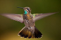 Magnificent hummingbird (Eugenes fulgens) immature male, flying, Milpa Alta Forest, Mexico, May