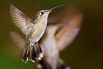 Magnificent hummingbird (Eugenes fulgens), juvenile, flying, Milpa Alta Forest, Mexico, May