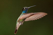 Magnificent hummingbird (Eugenes fulgens) male, flying, Milpa Alta forest, Mexico, May