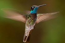 Magnificent hummingbird (Eugenes fulgens) male, flying, Milpa Alta Forest, Mexico, May