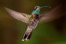 Magnificent hummingbird (Eugenes fulgens) immature male, flying, Milpa Alta forest, Mexico, May