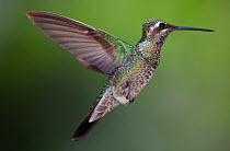 Magnificent hummingbird (Eugenes fulgens) immature, flying, Milpa Alta Forest, Mexico, May
