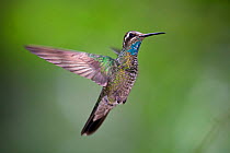Magnificent hummingbird (Eugenes fulgens) immature male flying, Milpa Alta forest, Mexico, May