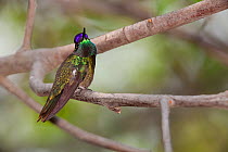 Magnificent hummingbird (Eugenes fulgens) male perched, Milpa Alta Forest, Mexico, May