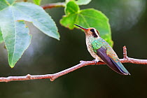 White-eared hummingbird (Basilinna leucotis) female perched, Milpa Alta Forest, Mexico, May