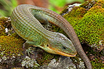 Imbricate alligator lizard (Barisia imbricata), Milpa Alta Forest, Mexico, July