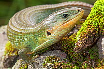 Imbricate alligator lizard (Barisia imbricata), Milpa Alta forest, Mexico, July