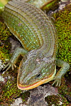 Imbricate alligator lizard (Barisia imbricata), Milpa Alta Forest, Mexico, July