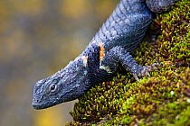 Torquate Lizard (Sceloporus torquatus), Milpa Alta forest, Mexico, August