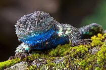 Torquate Lizard (Sceloporus torquatus) male, Milpa Alta forest, Mexico, August