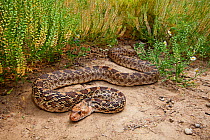 Gopher snake (Pituophis catenifer), Santa Margarita Ranch, near Cotulla, Laredo Borderlands, Texas, USA. April.