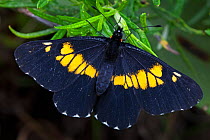 Pure-banded dartwhite butterfly (Catasticta teutila teutila), Milpa Alta forest, Mexico, September
