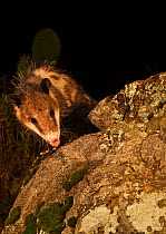 Virginia opossum (Didelphis virginiana), Milpa Alta Forest, Mexico, June
