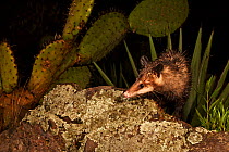 Virginia opossum (Didelphis virginiana), Milpa Alta Forest, Mexico, July