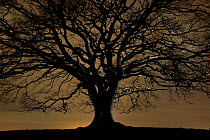 English oak tree (Quercus robur) in moonlight, Nauroth, Germany, February.