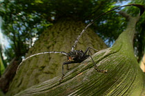 Great capricorn beetle (Cerambyx cerdo) on Oak tree (Quercus sp) Niedersachsische Elbtalaue Biosphere Reserve, Lower Saxonian Elbe Valley, Germany, July.