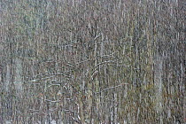 Oak trees (Quercus sp) in snowfall. Westensee, Kiel Germany, February.