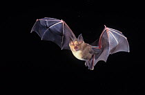 Great horseshoe bat (Rhinolophus ferrumequinum) in flight, Germany.
