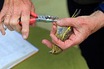 Bird ringing project, Isle of Wight Hampshire UK August 2015