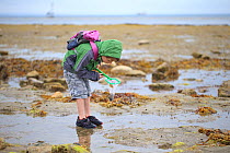 Young boy rock-pooling on beach, Isle of Wight, Hampshire August 2015