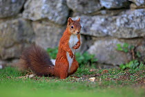 Red Squirrel (Sciurus vulgaris) standing in front of brick wall, Isle of Wight, Hampshire, UK August
