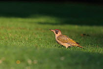 Green Woodpecker (Picus viridis) on lawn, Isle of Wight, Hampshire, UK August
