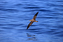 Cory's Shearwater (Calonectris diomedea) gliding low over sea surface, Algarve Portugal October