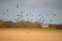 Linnet (Carduelis cannabina) flock in flight over field, Norfolk UK January