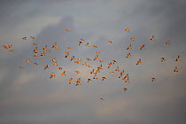Linnet (Carduelis cannabina) flock in flight in evening light, Norfolk UK January