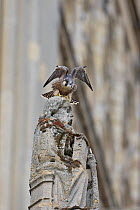 Peregrine (Falco peregrinus) preparing to take off state, Norwich Cathedral, Norfolk UK June