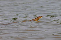Oriental Rat snake (Ptyas mucosa) swimming, Goa India