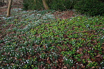 Snowdrops (Galanthus nivalis) and Winter Aconite (Eranthis hyemalis) Norfolk UK February