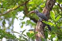 Malabar Grey Hornbill (Ocyceros griseus) Goa India