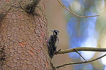 Eurasian Three-toed Woodpecker (Picoides tridactylus alpinus) Transylvania Romania, July