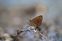 Chestnut bob butterfly (Iambrix salsala) Goa India