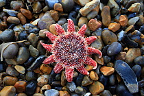 Common Sunstar (Crossaster papposus) dead on beach, Norfolk UK November